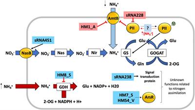 Microbial Small RNAs – The Missing Link in the Nitrogen Cycle?